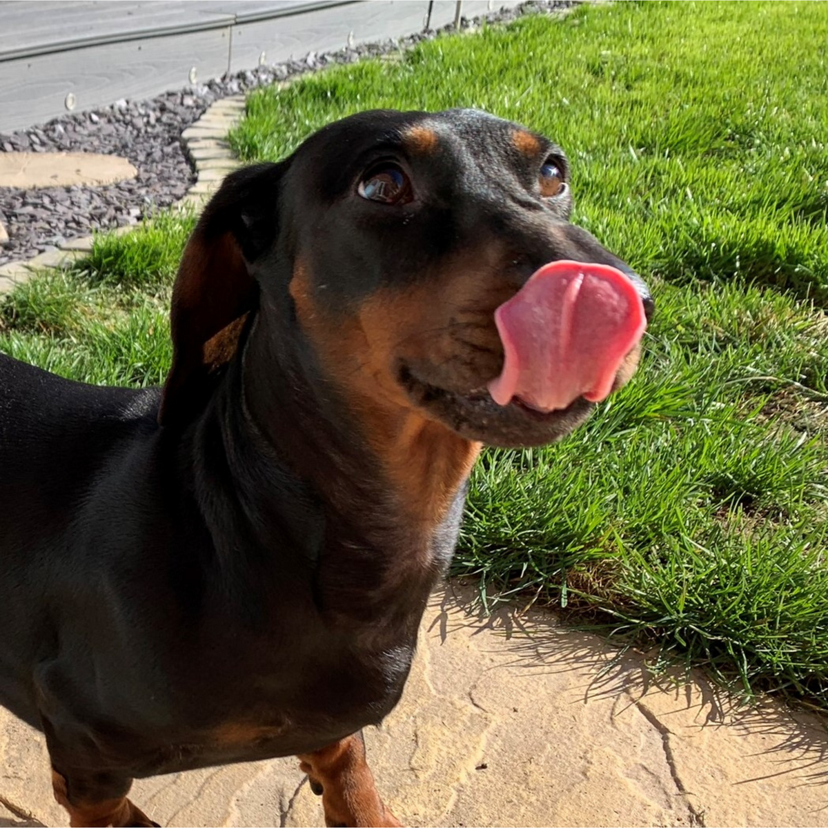 Do dogs taste 2024 food