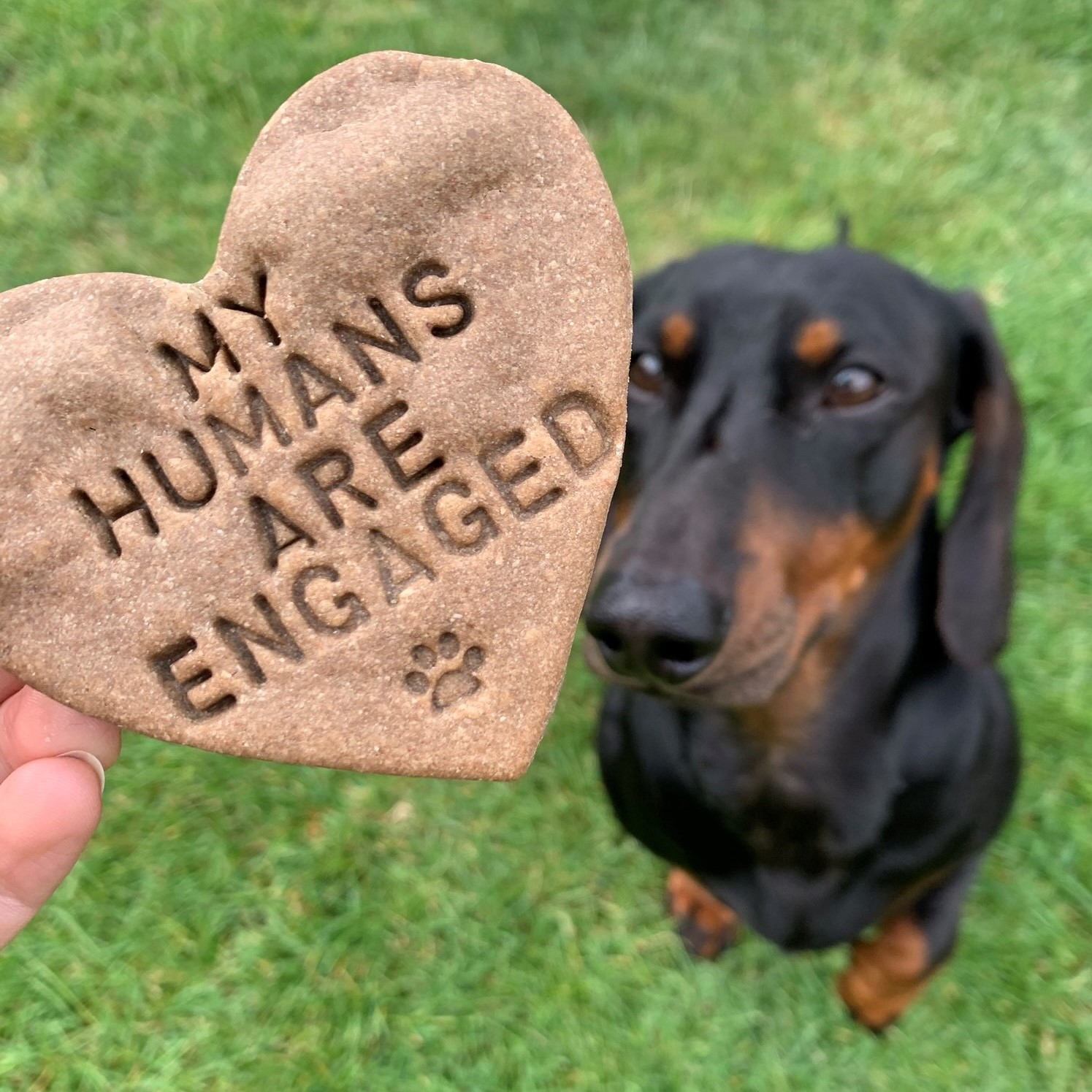 "My Humans" Biscuit Gifts