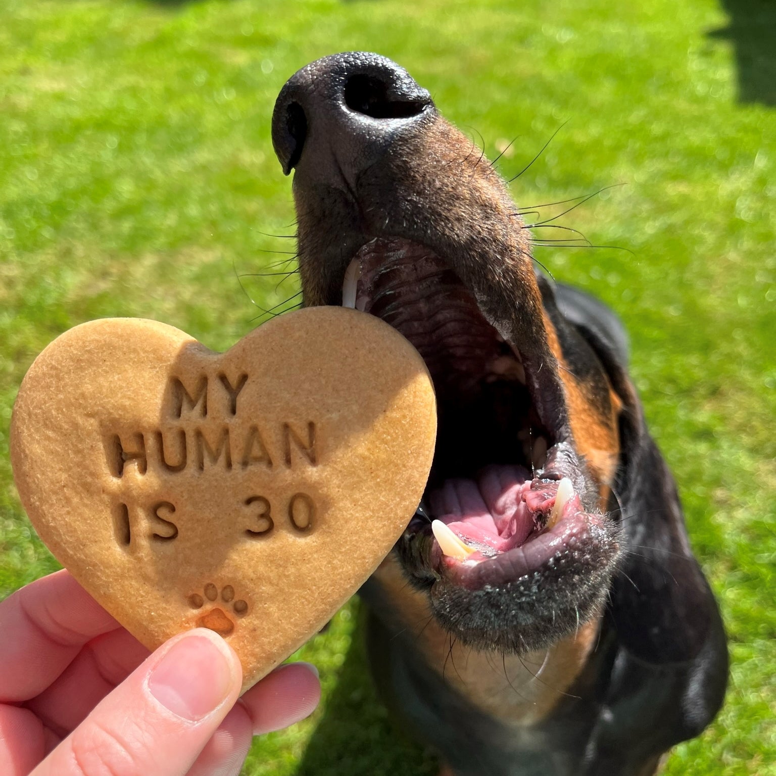 "My Human is ..." Personalised Birthday Dog Biscuits Gift Set
