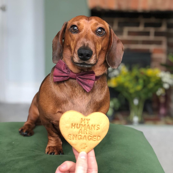 "My Humans Are Engaged" Dog Biscuits Engagement Gift